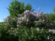 Куземин з інтернету