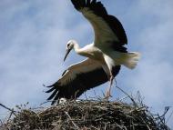 Природа края