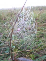 Куземин з інтернету