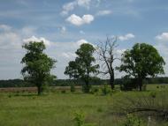 Куземин з інтернету