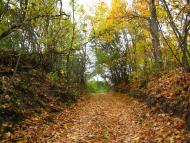 Куземин з інтернету