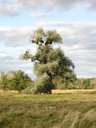 Куземин з інтернету