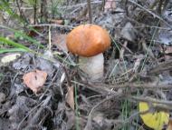 Куземин з інтернету