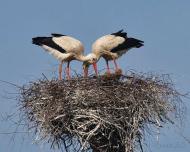 Природа края