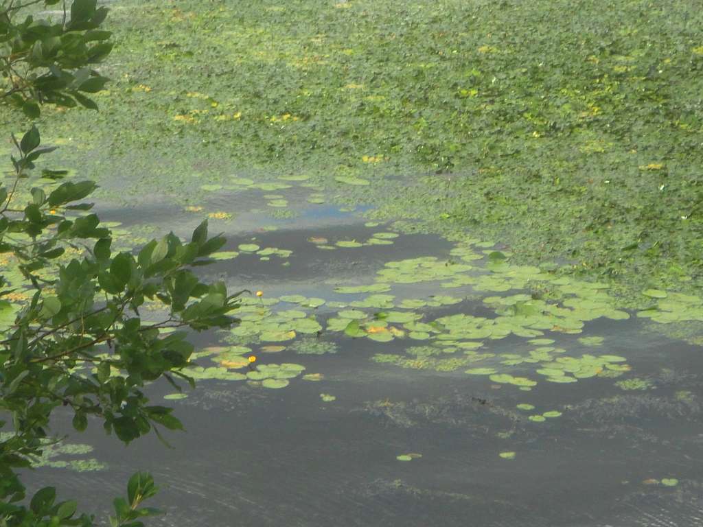 Барви Дніпра - Витачів