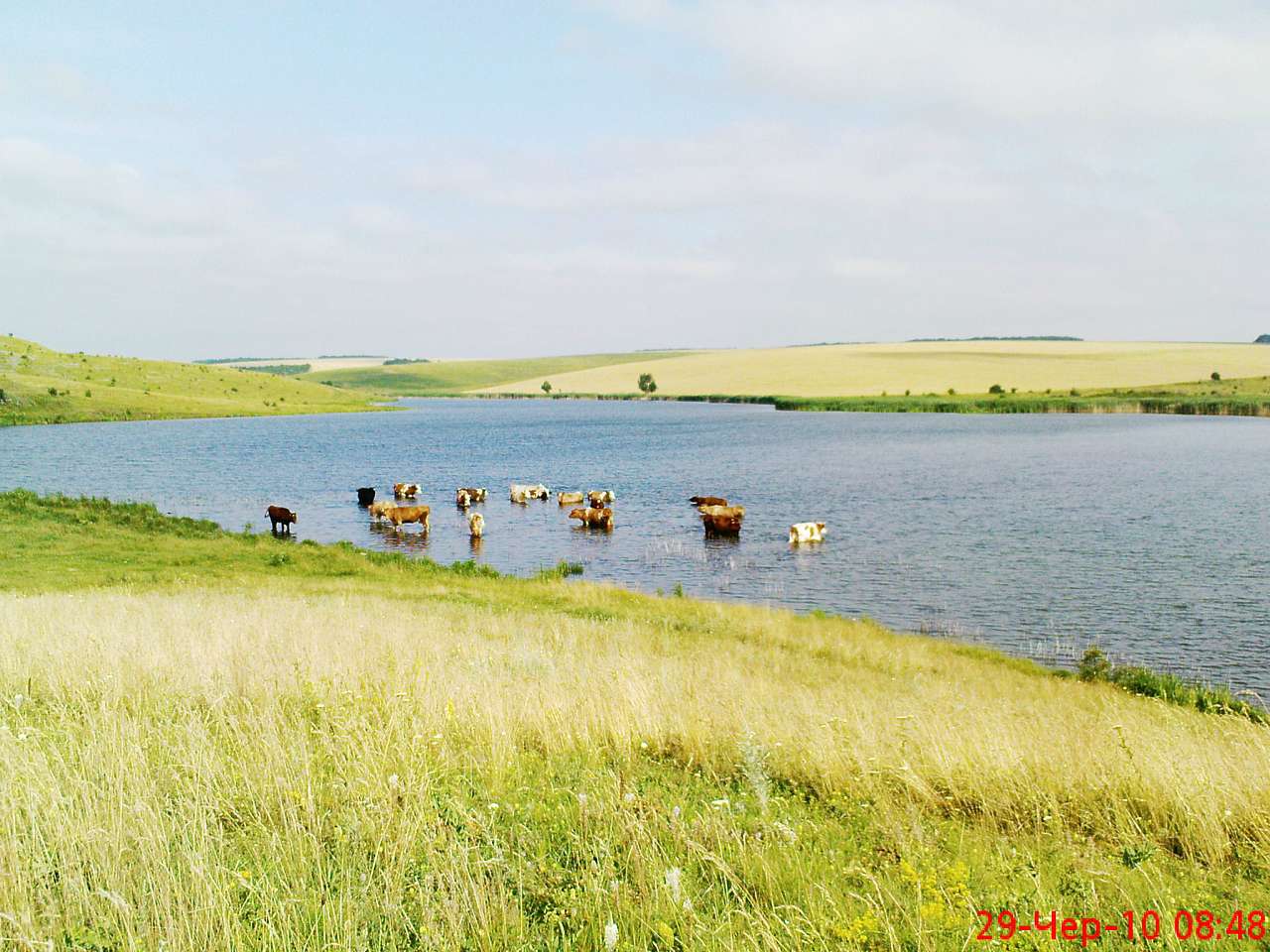Лісниче - Лісниче