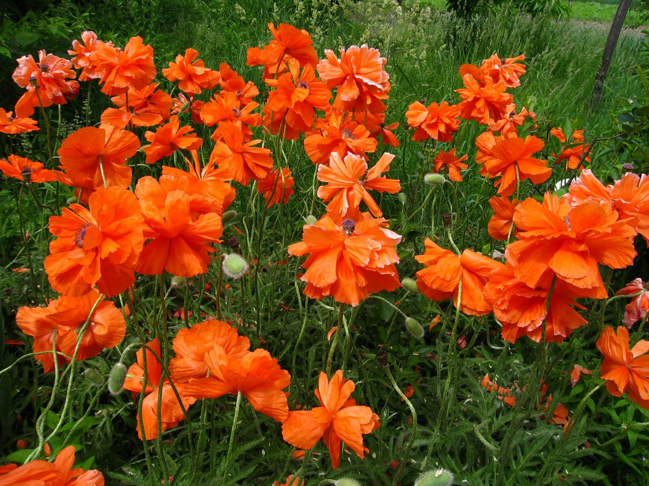 Куземин з інтернету - Kuzemyn