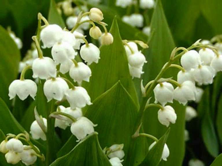  Нашего КРАЯ ПРИРОДА - Великие Крынки