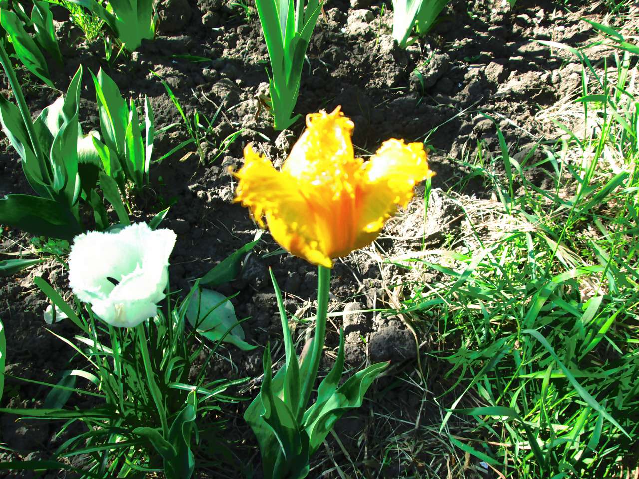 мостове - Мостове