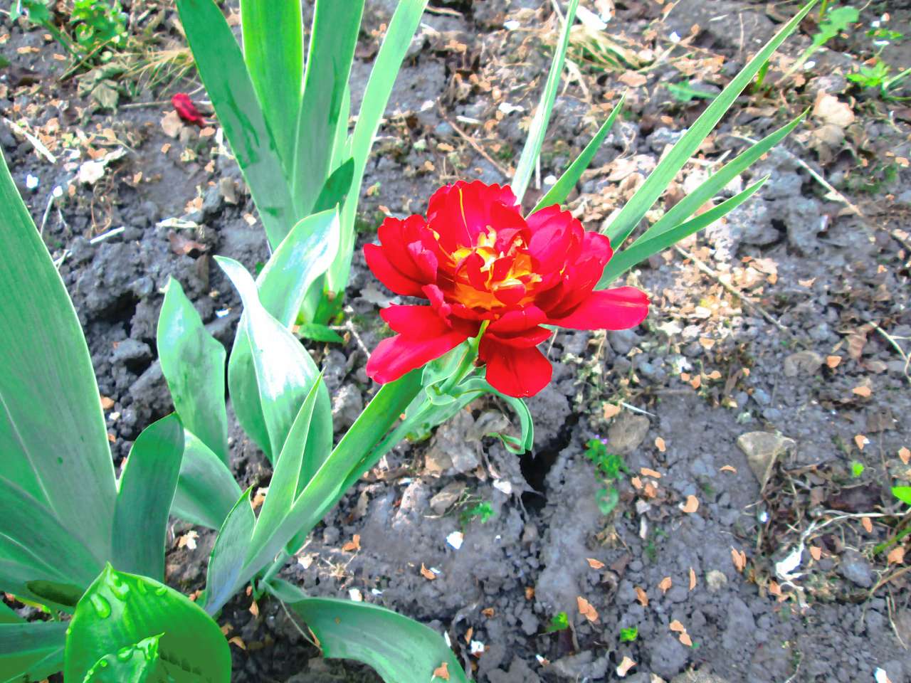 мостове - Мостове