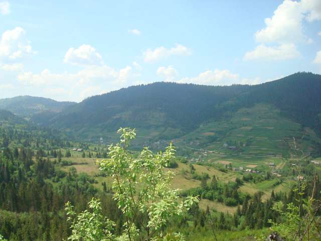 МАКІВКА-2013 - Пшонець