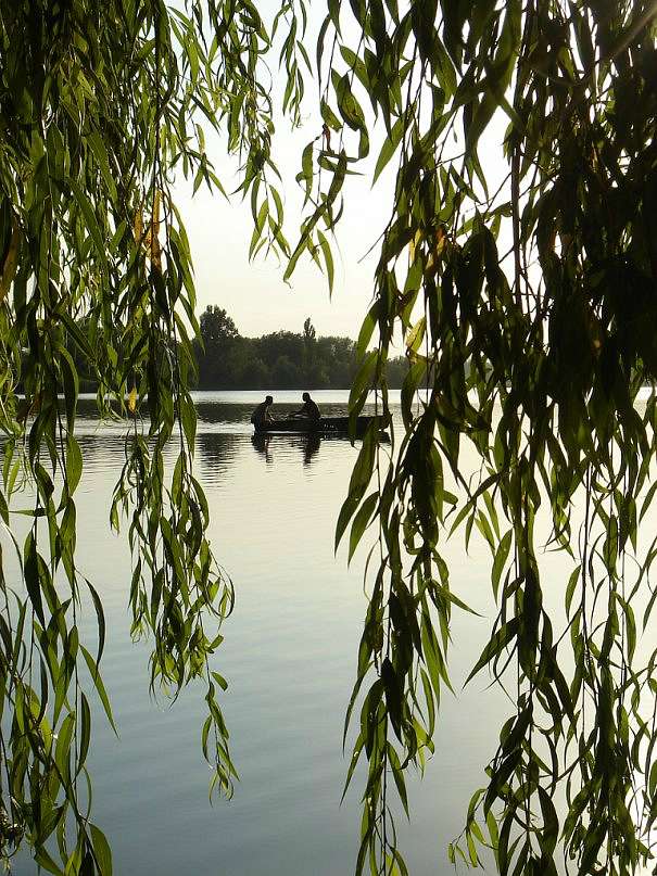 Лісниче - Лісниче