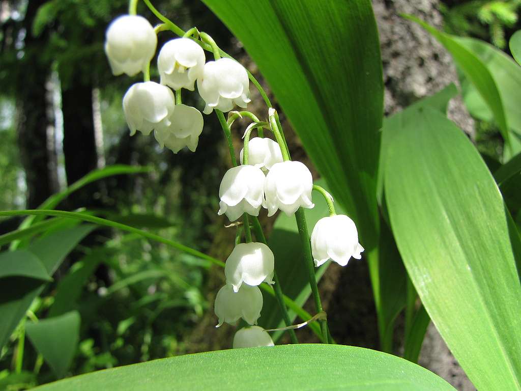  Нашего КРАЯ ПРИРОДА - Великие Крынки