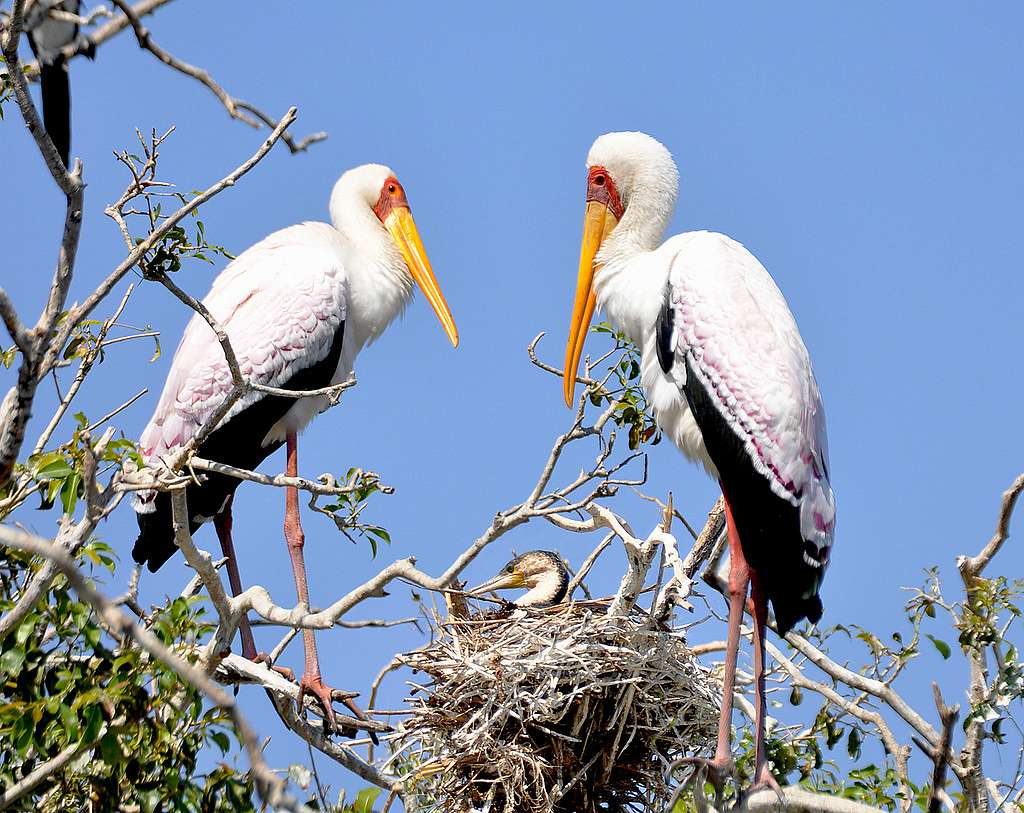 Природа края - Верхня Мануйлівка