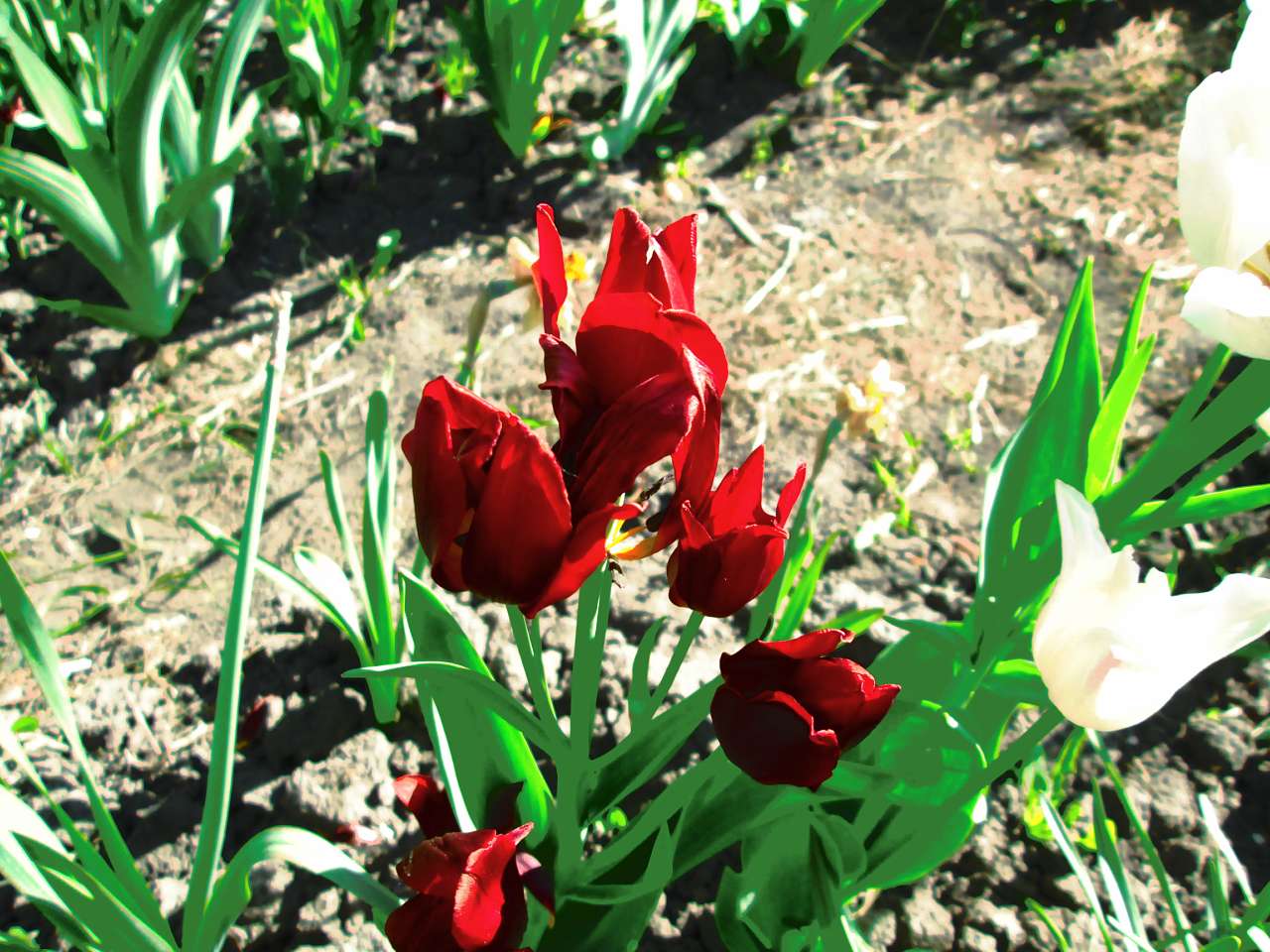 мостове - Мостове