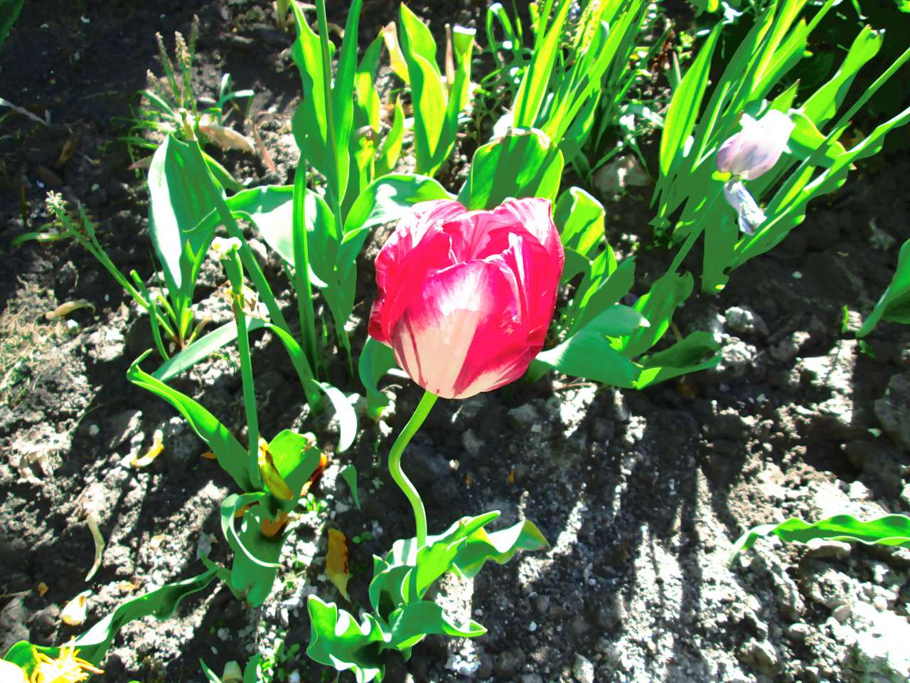 мостове - Мостове