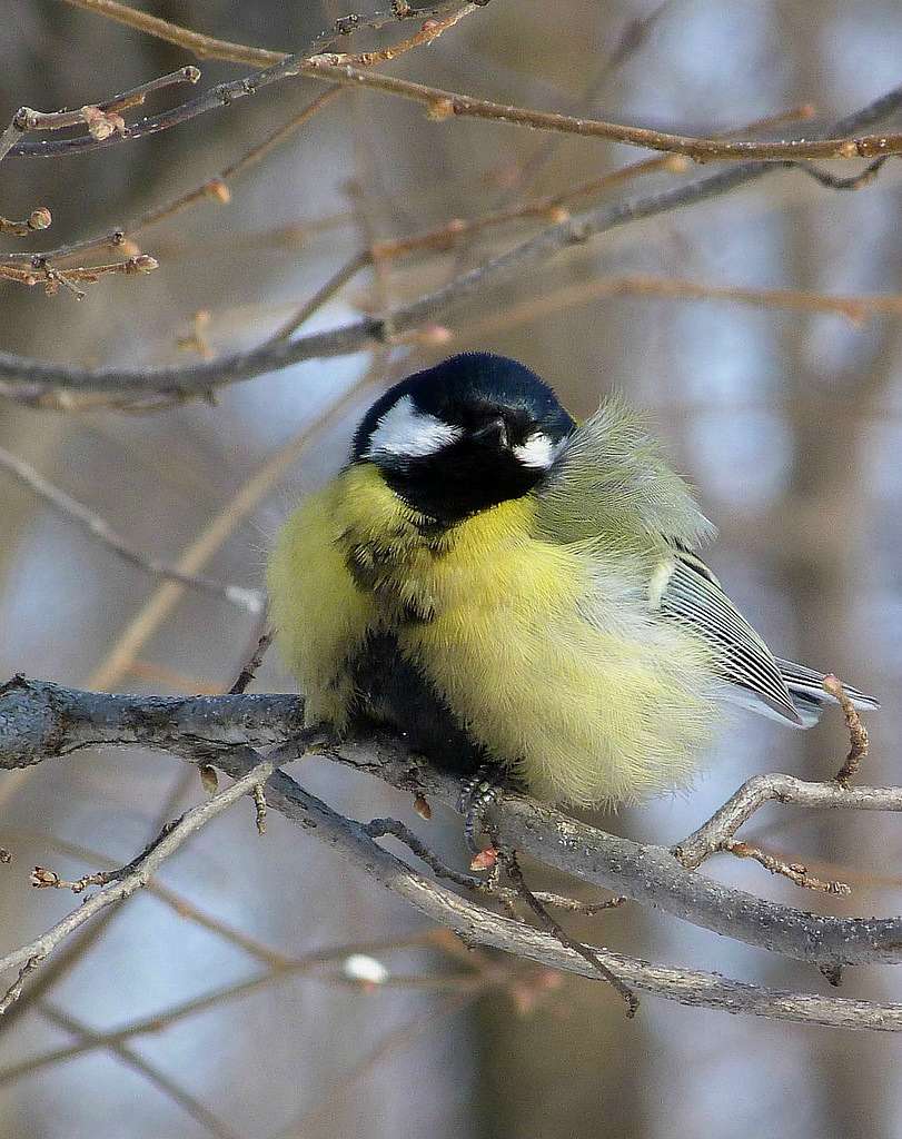  Нашего КРАЯ ПРИРОДА - Великі Кринки