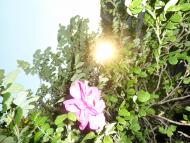 Велика Осниця