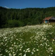 Загальний вигляд на село