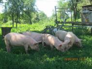 Поїздка на хутір