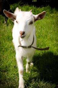 Село в деталях)