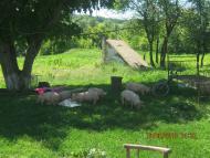 Поїздка на хутір