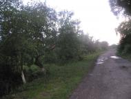 Підберізці