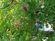 Велика Осниця