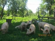 Поїздка на хутір