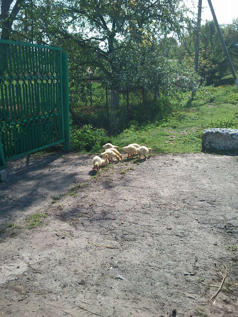 початок - Бермешів