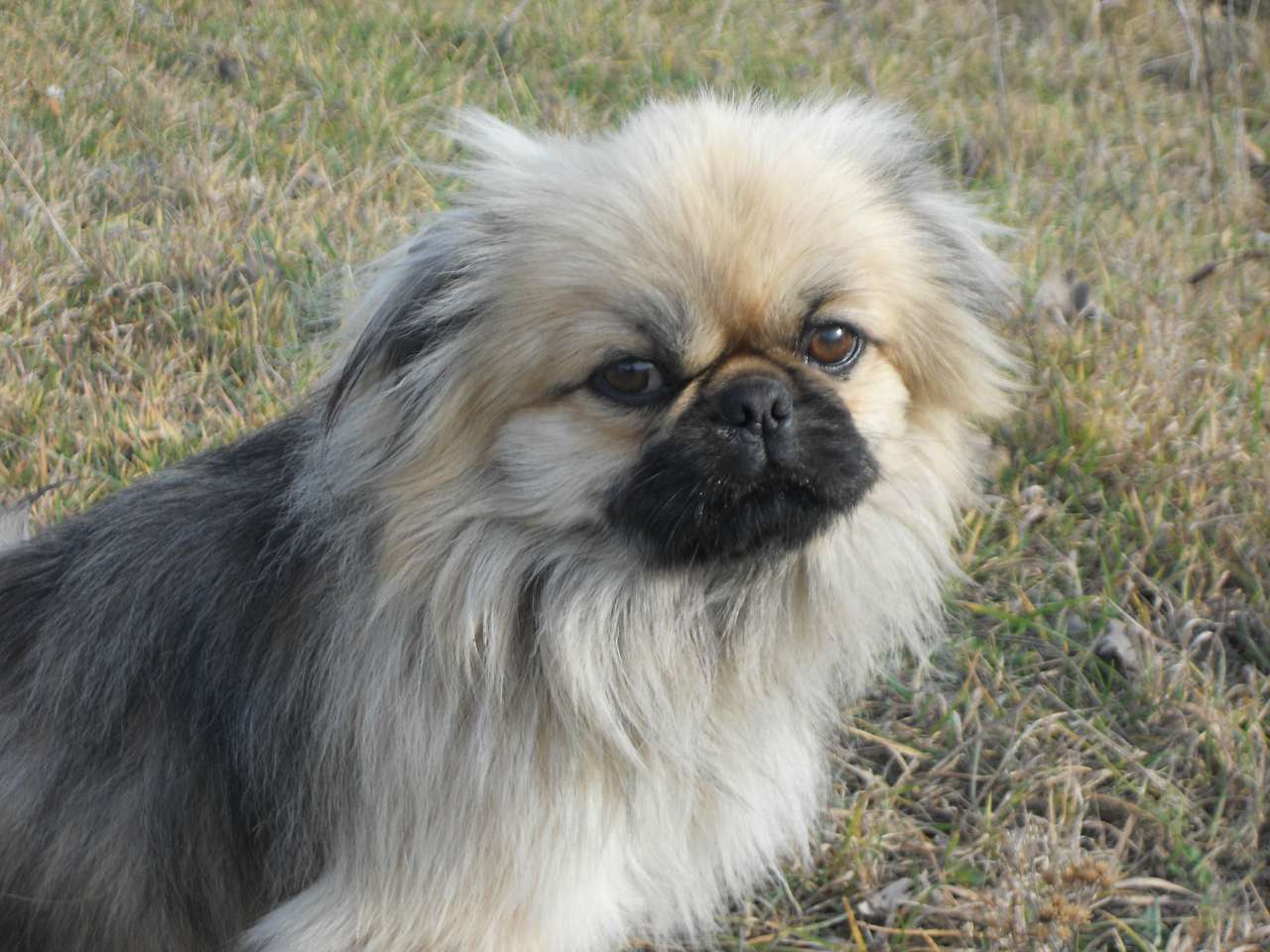 Песики - Опака