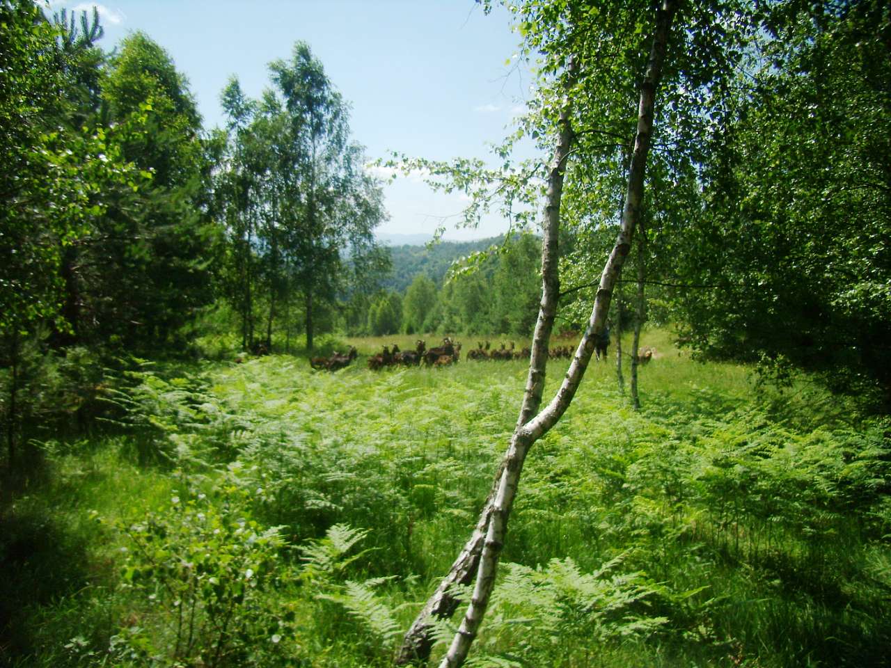 Загальний вигляд на село - Ямельниця