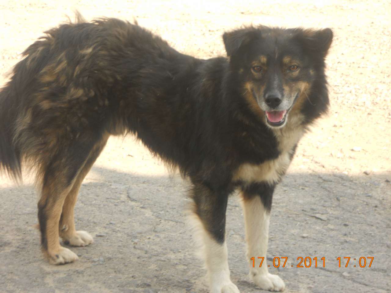 Песики - Опака