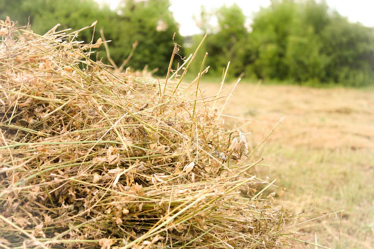 Село в деталях) - Мала Деребчинка