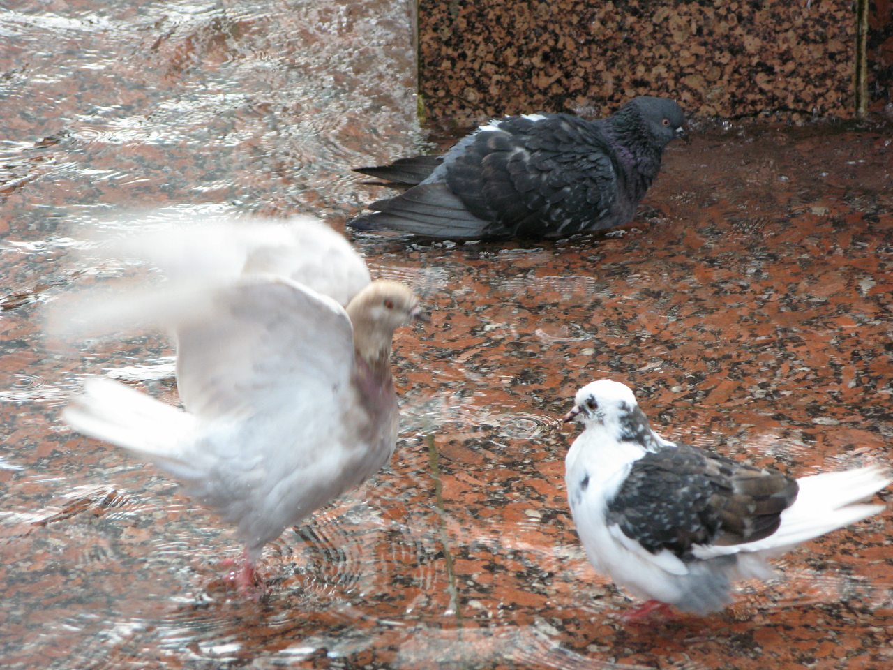 Я здесь родился - Чернігів