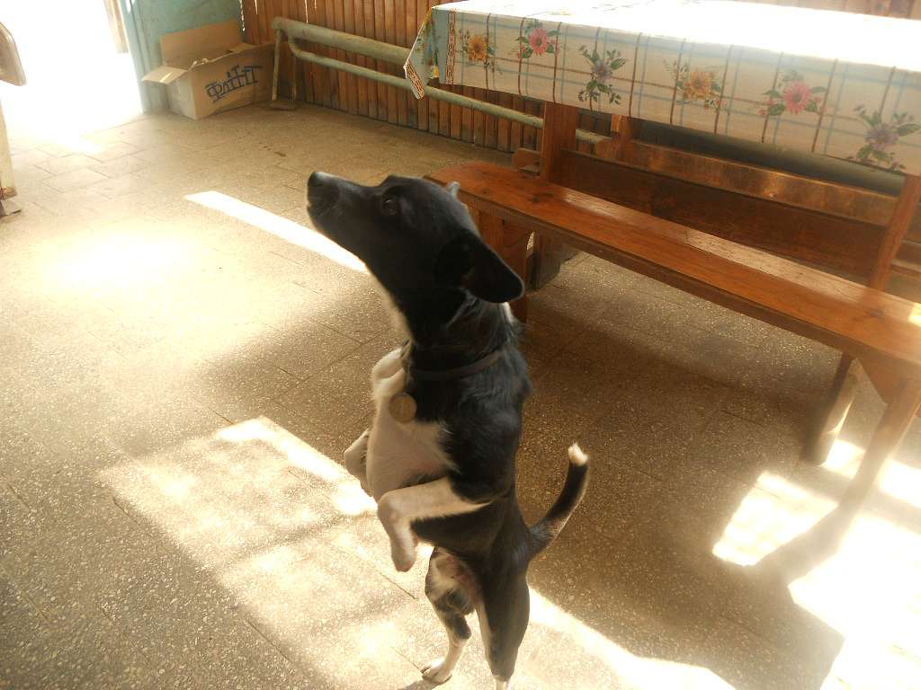 Песики - Опака