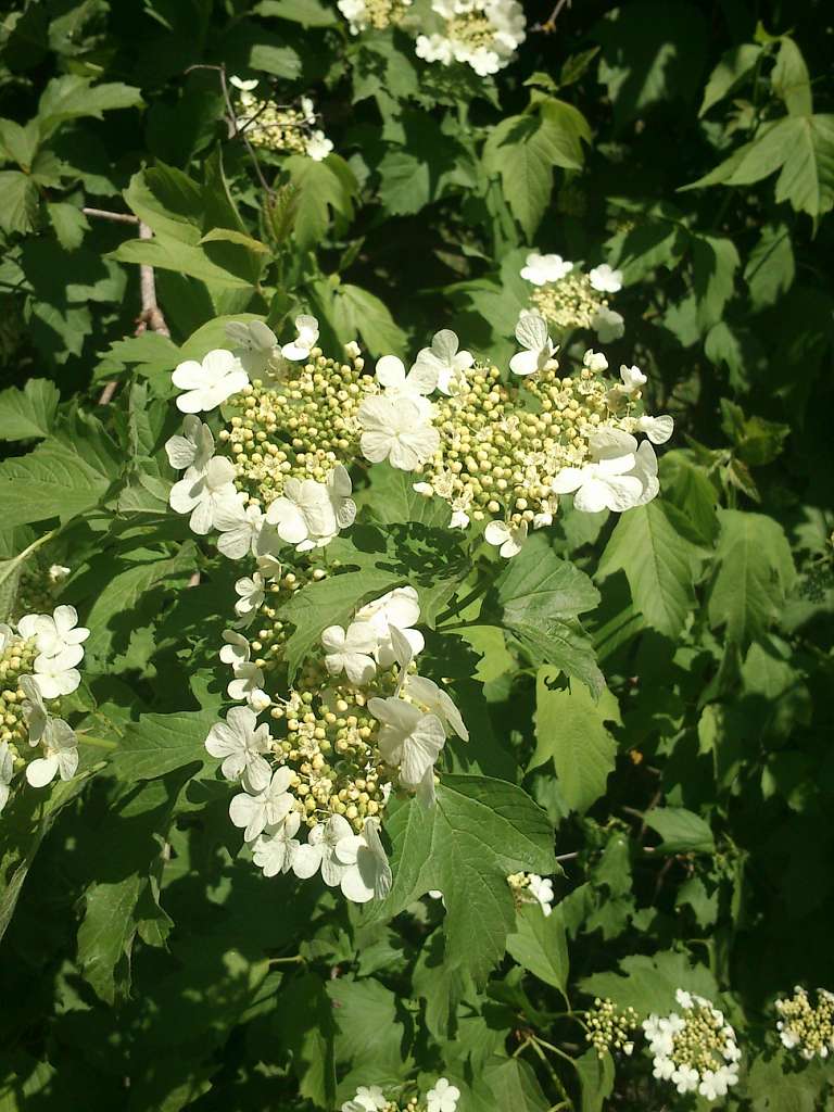 початок - Бермешів