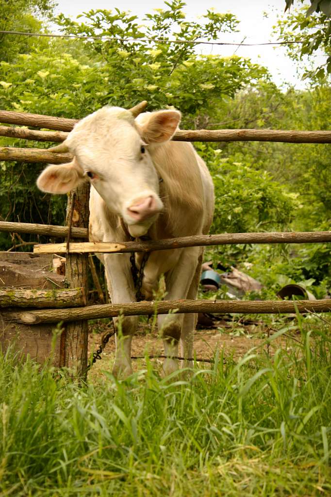 Село в деталях) - Мала Деребчинка