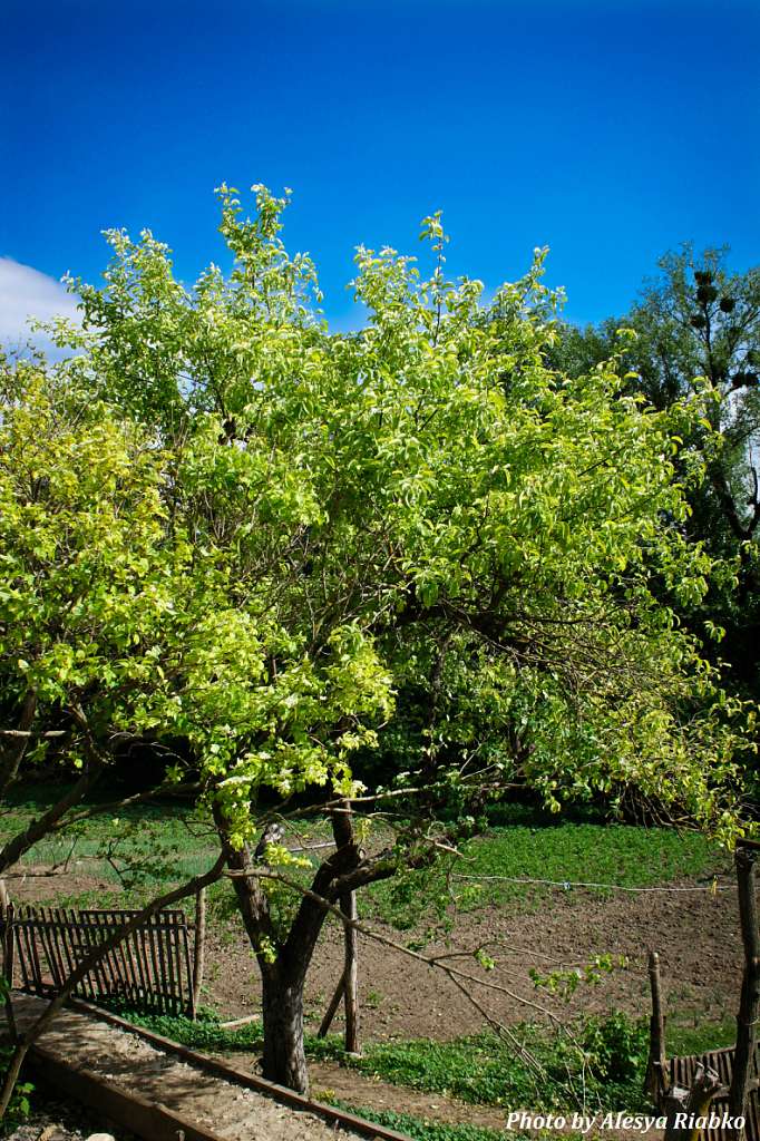 Село в деталях) - Мала Деребчинка
