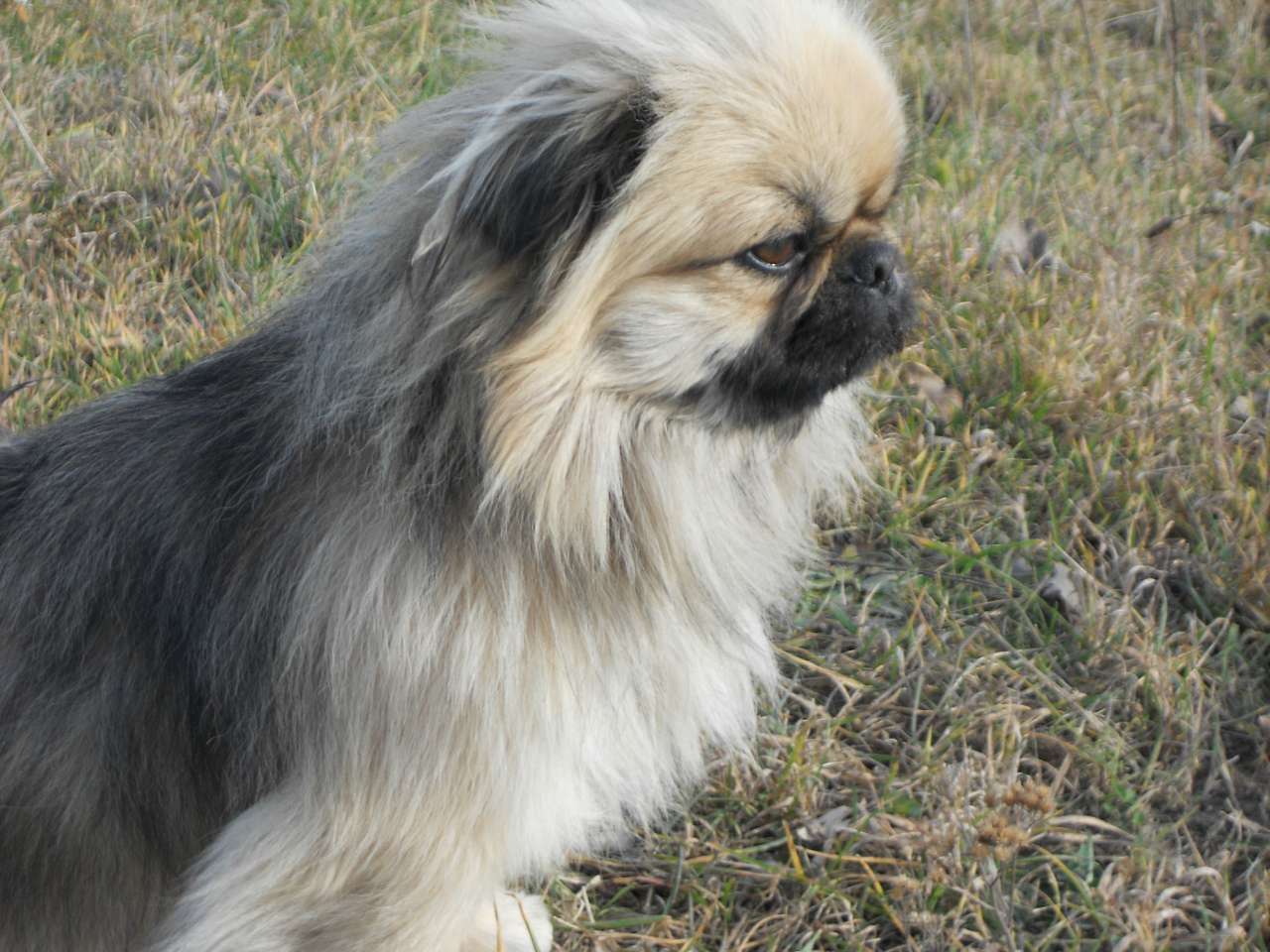 Песики - Опака