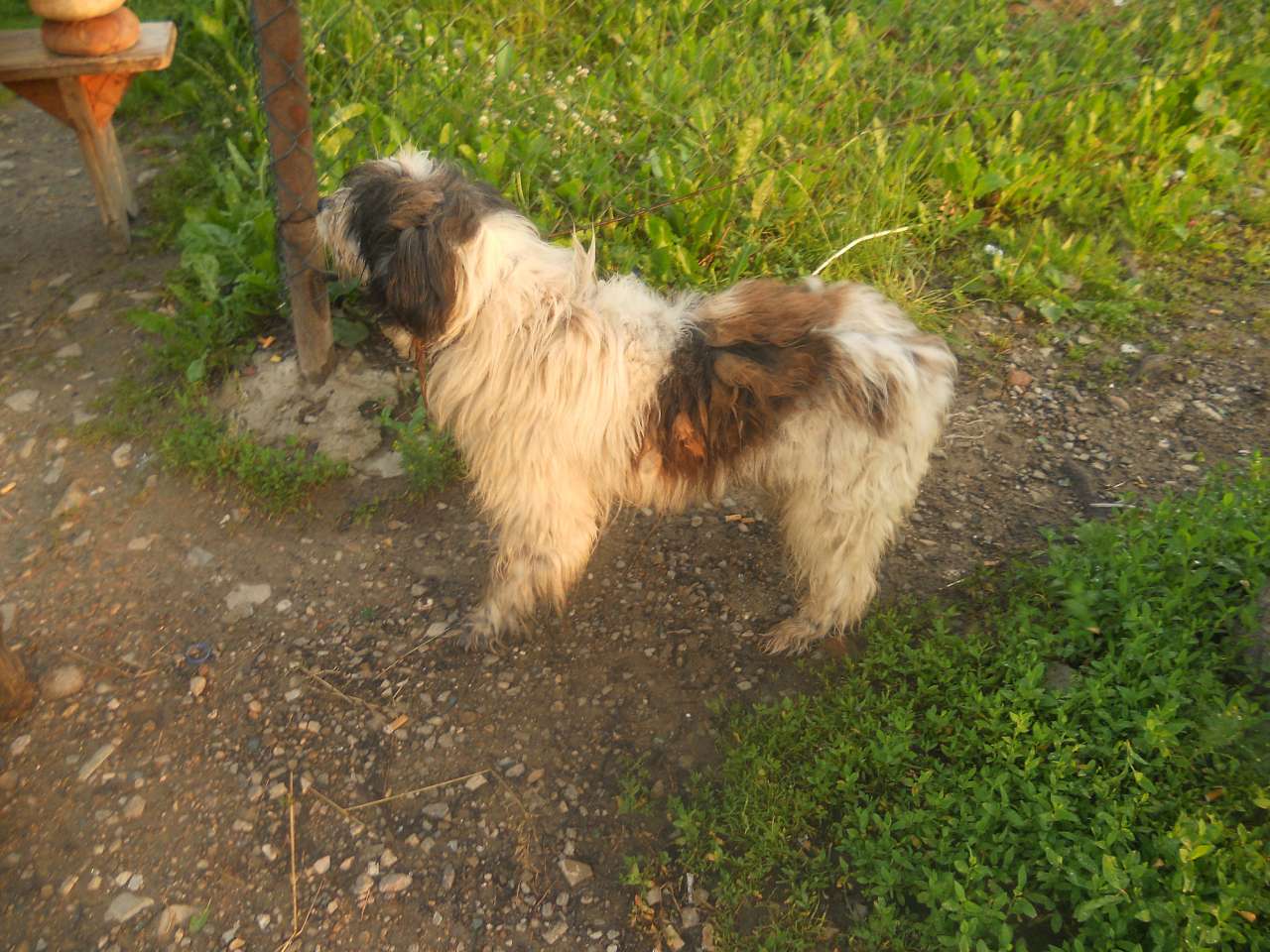 Песики - Opaka