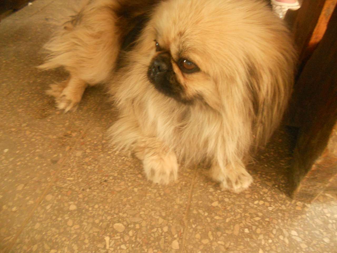 Песики - Опака