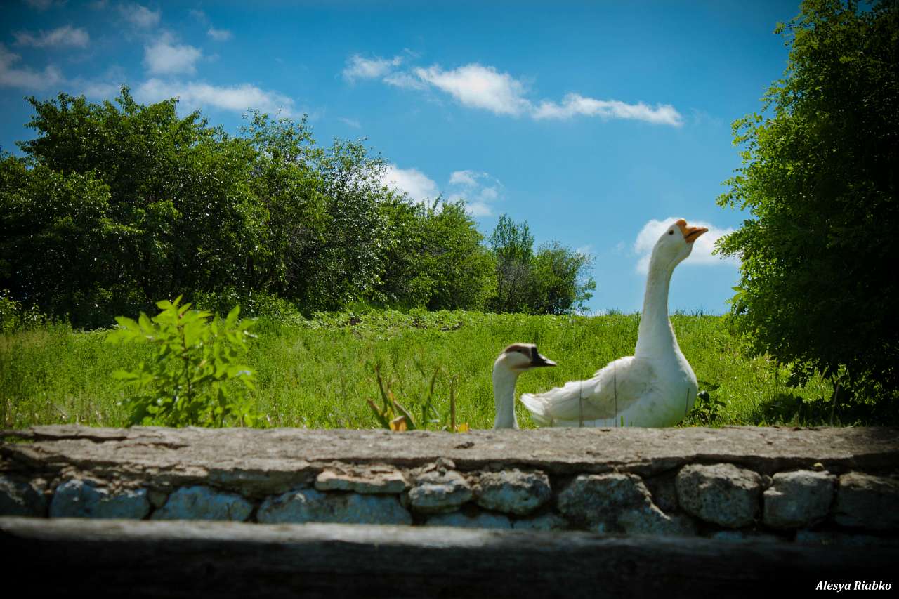 Село в деталях) - Мала Деребчинка