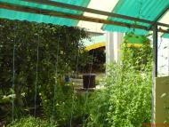 Миколаївка