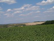 Дородні поля Куколівки