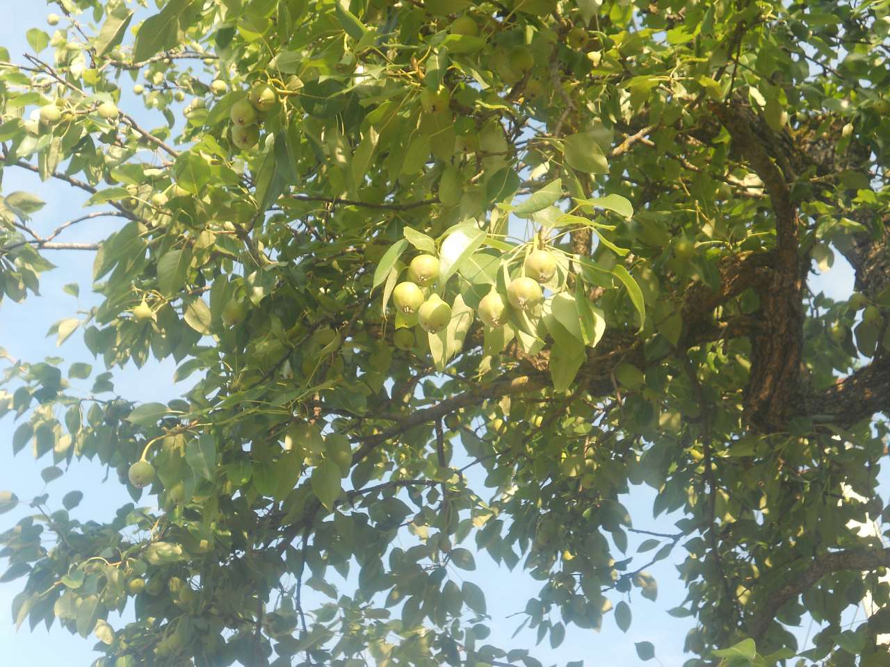 природа - Opaka