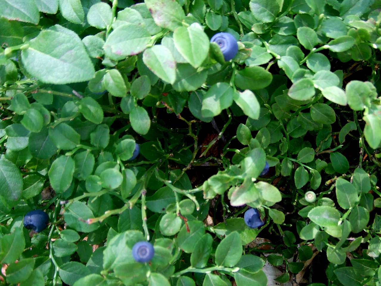 фантазії природи - Танява