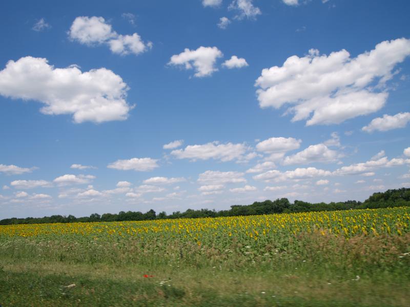 Дородні поля Куколівки - Куколівка