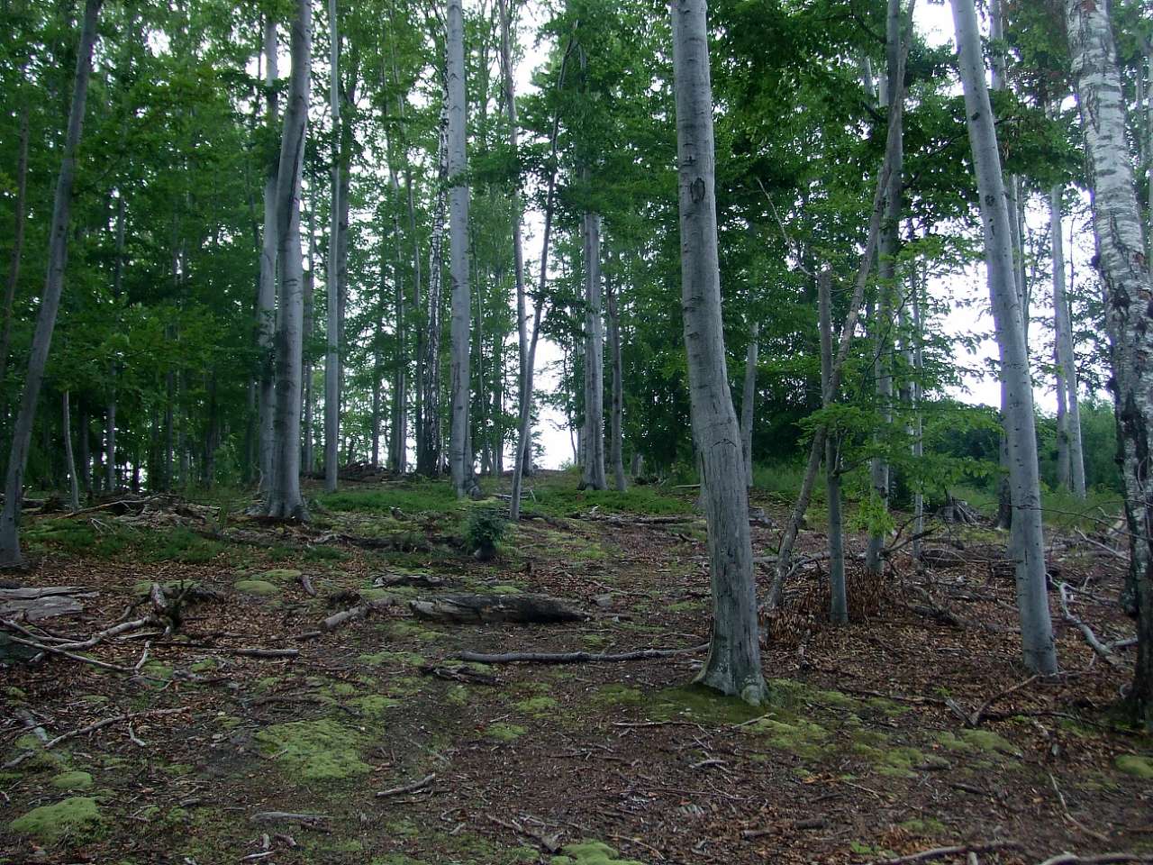 Ліс - Tanyava