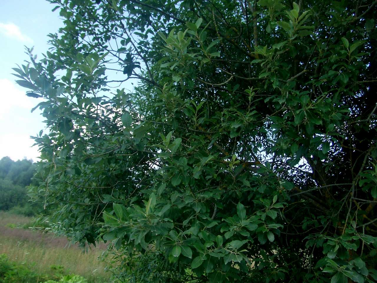 краєвид - Остров